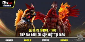 Đá Gà C1 Thomo - Trực Tiếp Sàn Đấu Lớn, Cập Nhật Tại S666