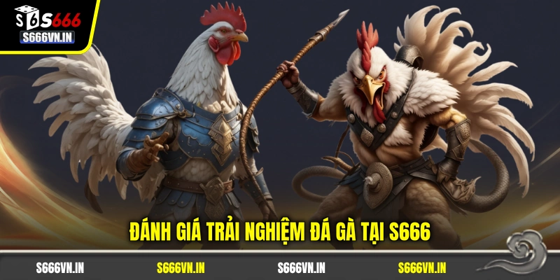 Đánh giá trải nghiệm đá gà tại S666 Đánh giá trải nghiệm đá gà tại S666