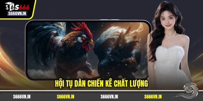Hội tụ dàn chiến kê chất lượng